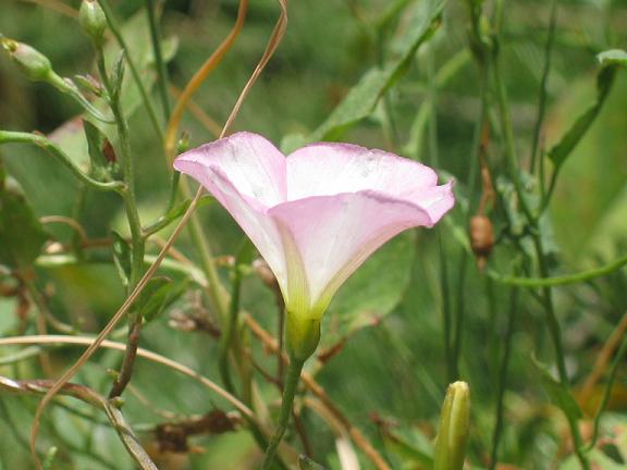 Convulvulus arvensis / Vilucchio comune